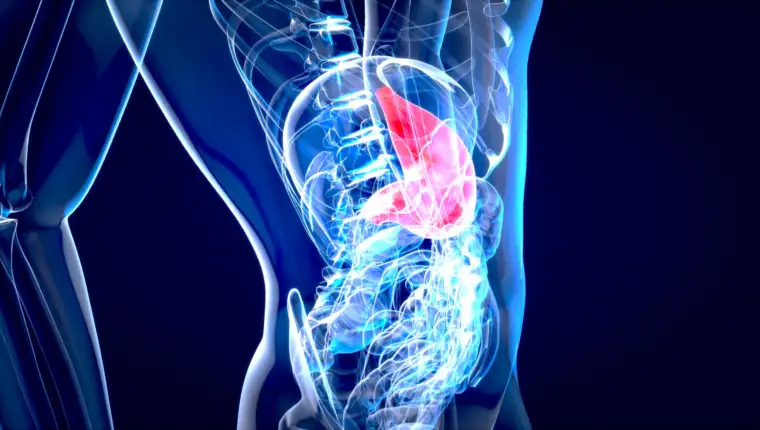 Abstract motion design of the stomach