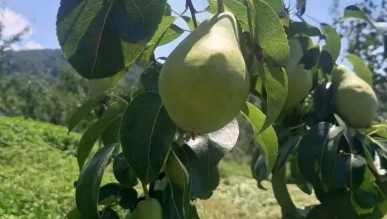 kruske