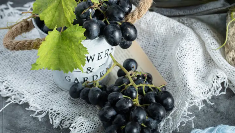 Fresh grapes with leaves in bucket on sackcloth