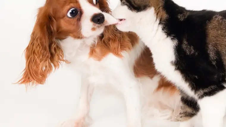 Closeup shot of a cute dog playing with a cat and isolated on white background