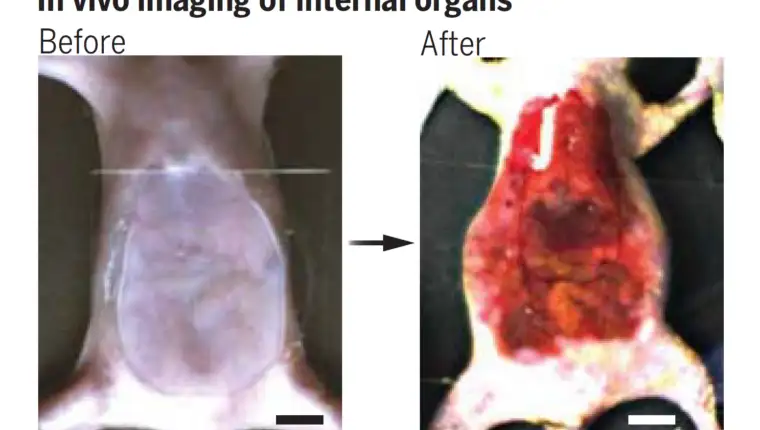 MousesAbdominBeforeAndAfterTransparentMakingDye