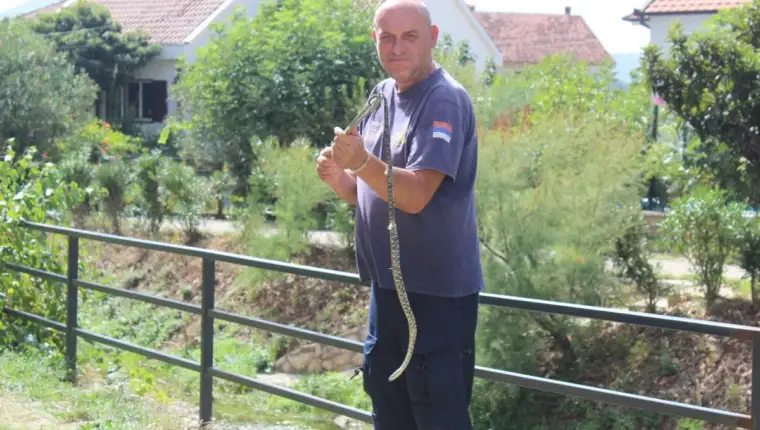 zmije najezda
