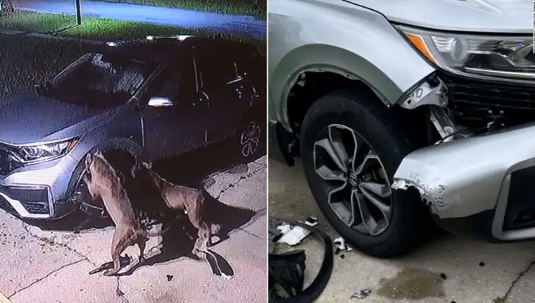 240329093600-dogs-attack-car-split-thumb-vpx
