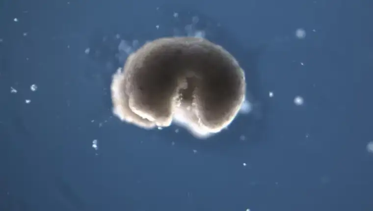 Biobots