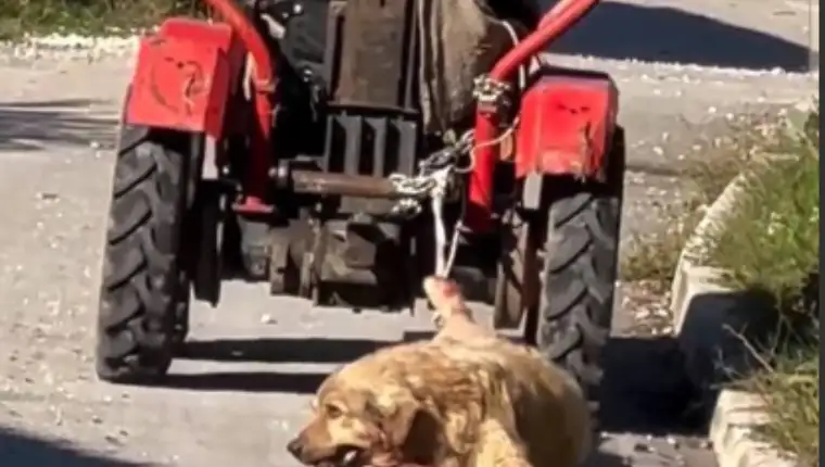 psa vuče traktor