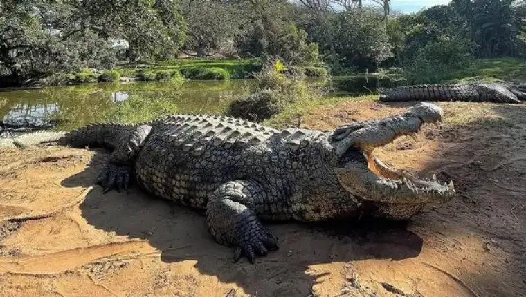 krokodil henry