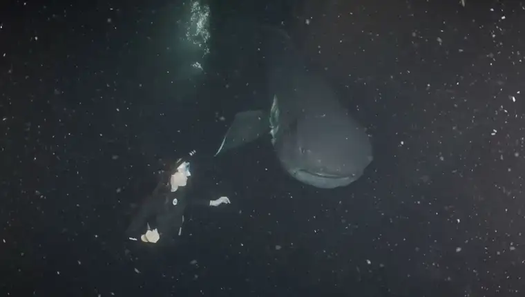 megamouth-shark-l
