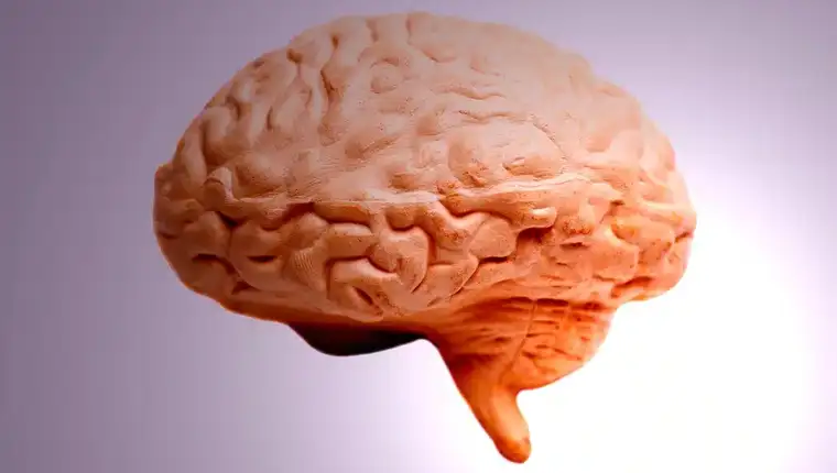 mozak-anatomski-model.jpg