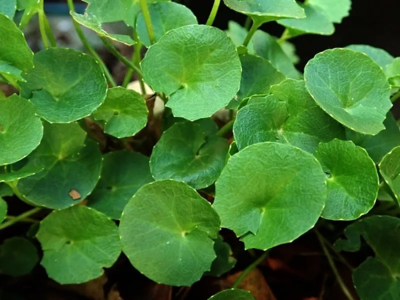 gotu kola biljka