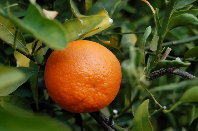 mandarina