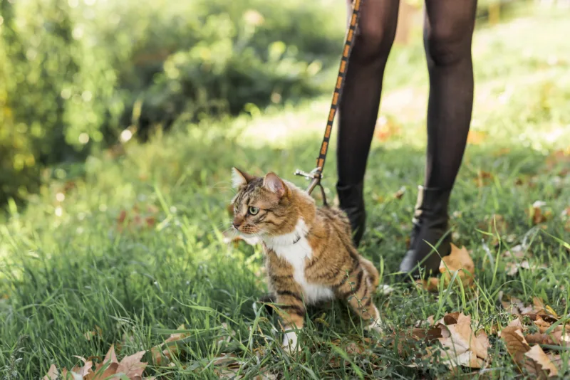 macka na udici freepik