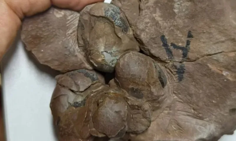 jaja dinosaurusa
