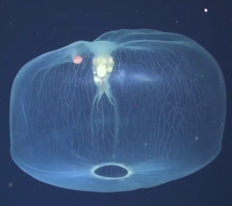 meduza