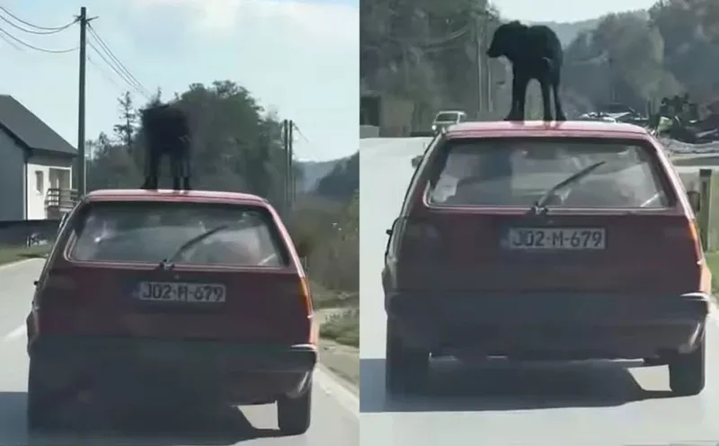 pas na krovu auta