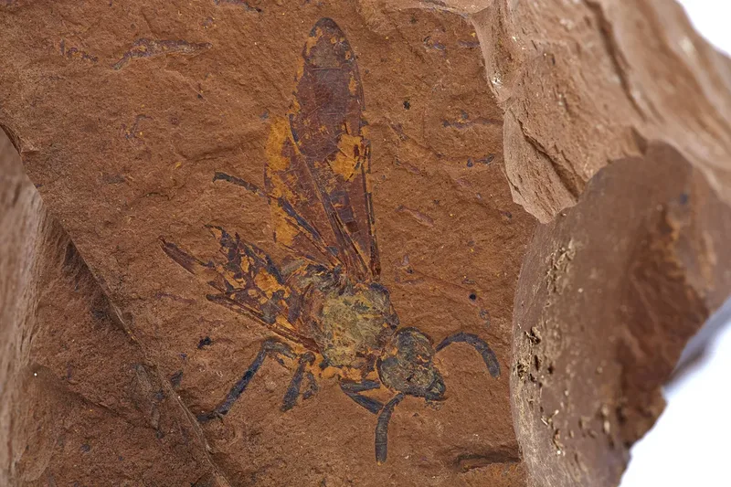 sawfly-fossil-l