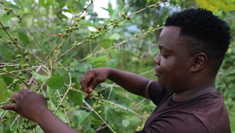uganda, kafa