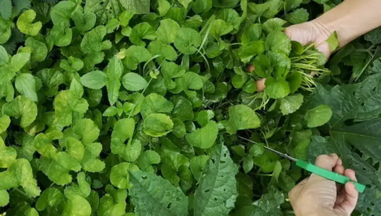 gotu