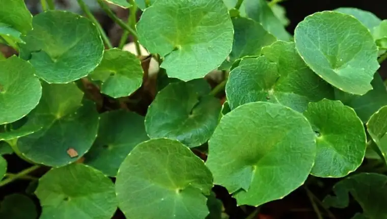 gotu kola biljka