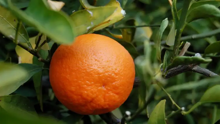 mandarina