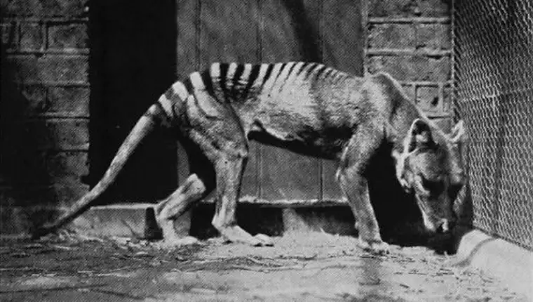 tasmanijski tigar