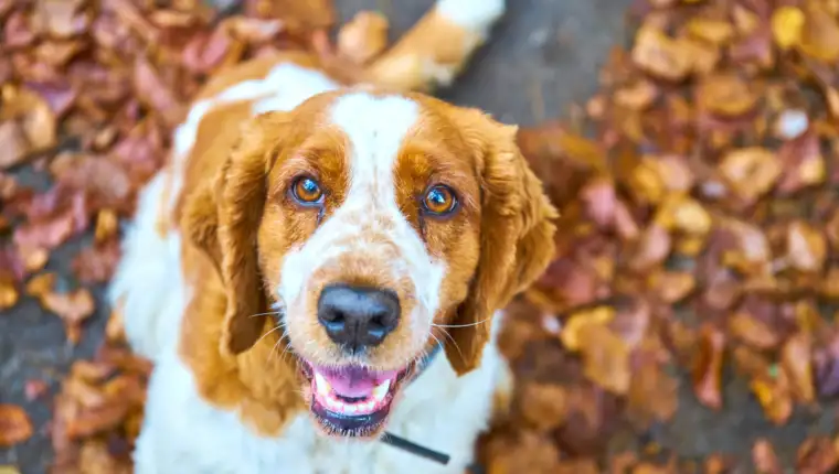 Welsh Springer Spaniel do