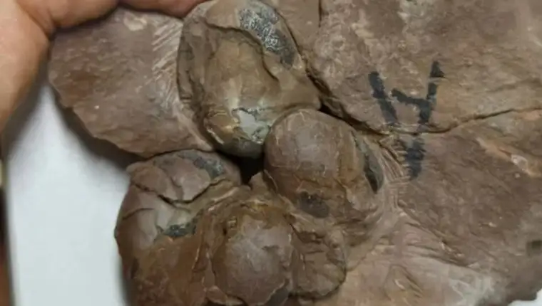 jaja dinosaurusa