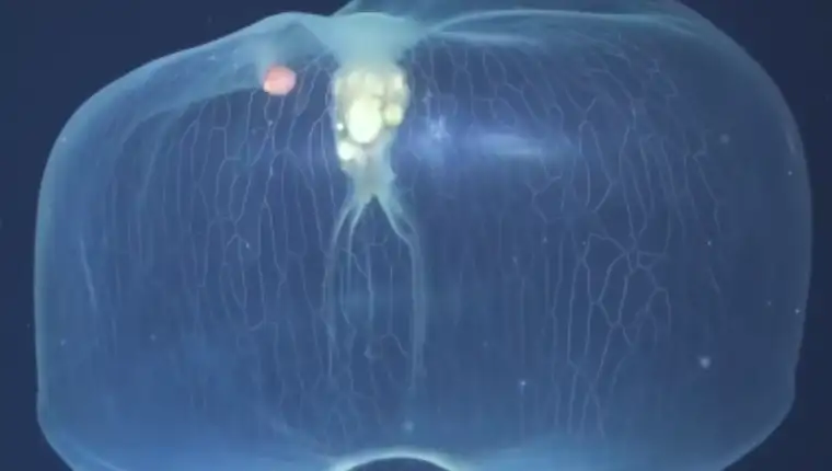 meduza