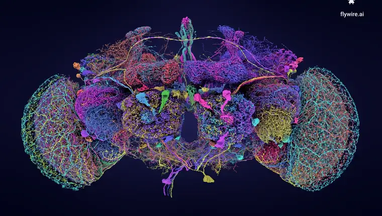 fruit-fly-brain-connectome-l