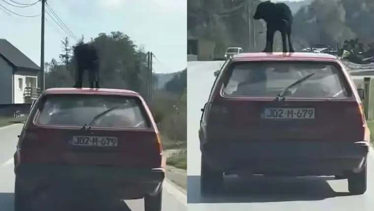 pas na krovu auta