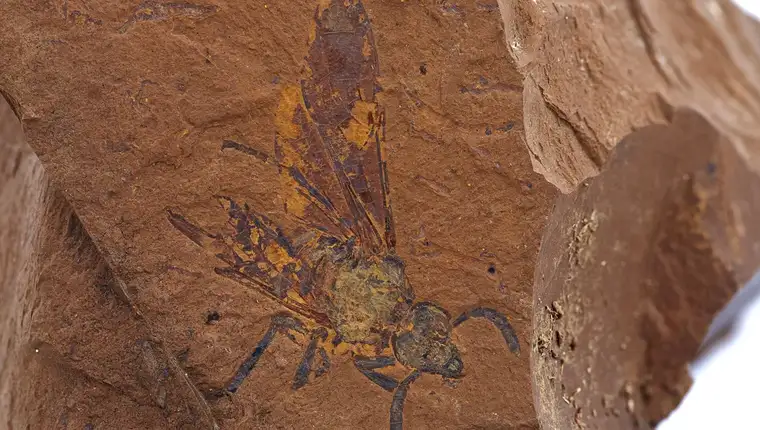 sawfly-fossil-l