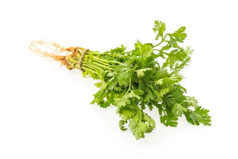 coriander isolated