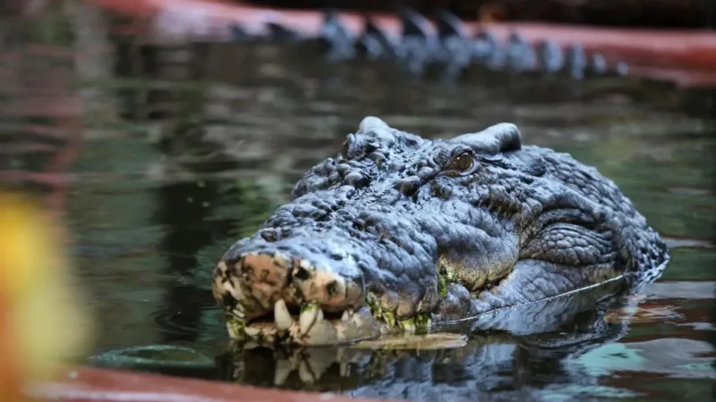 cassius krokodil