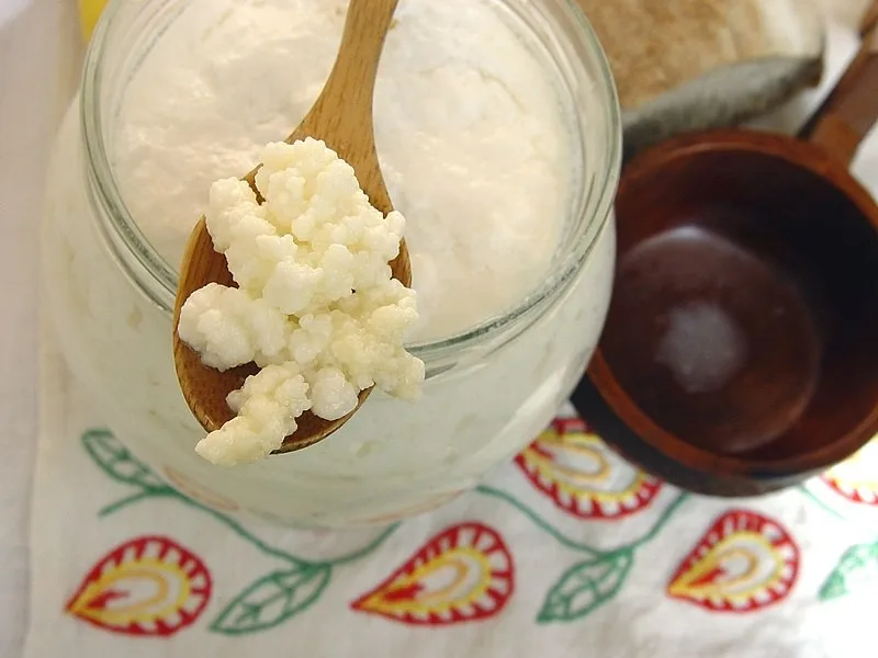 kefir-gljiva