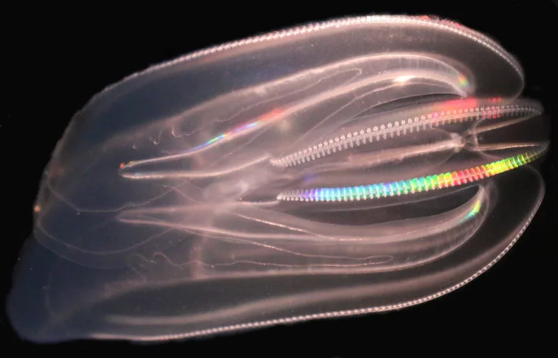 Mnemiopsis leidyi