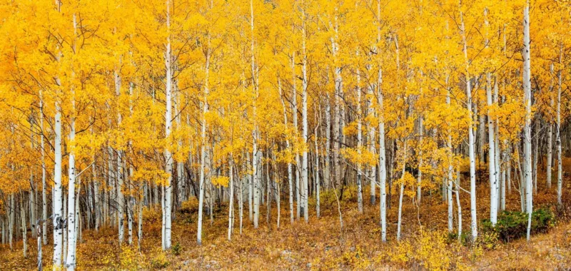 pando čudo prirode