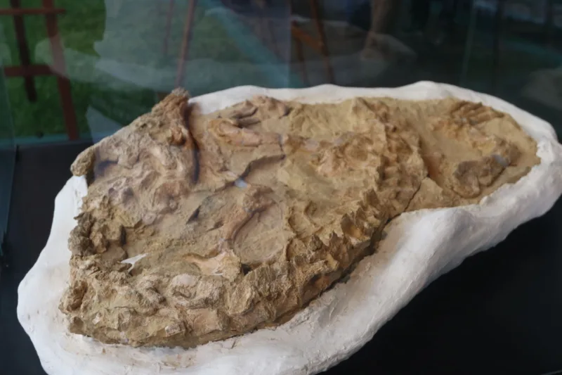 fosil krokodil