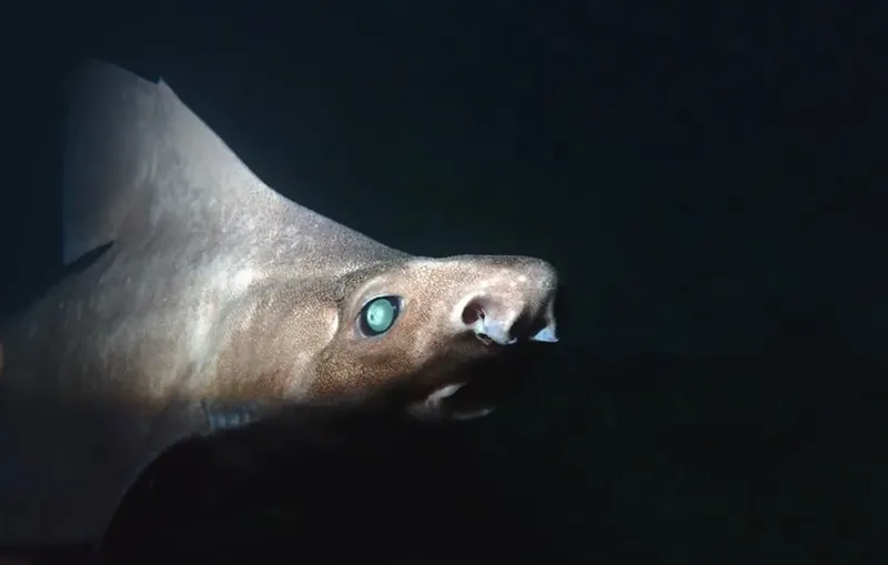 ghostly-shark-l