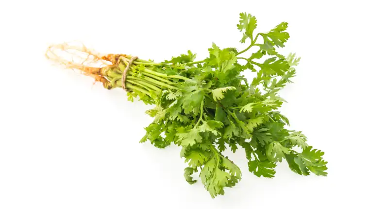 coriander isolated