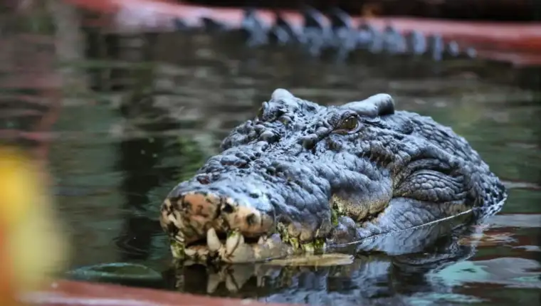 cassius krokodil