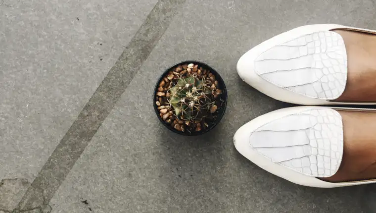 Aerial view of cactus