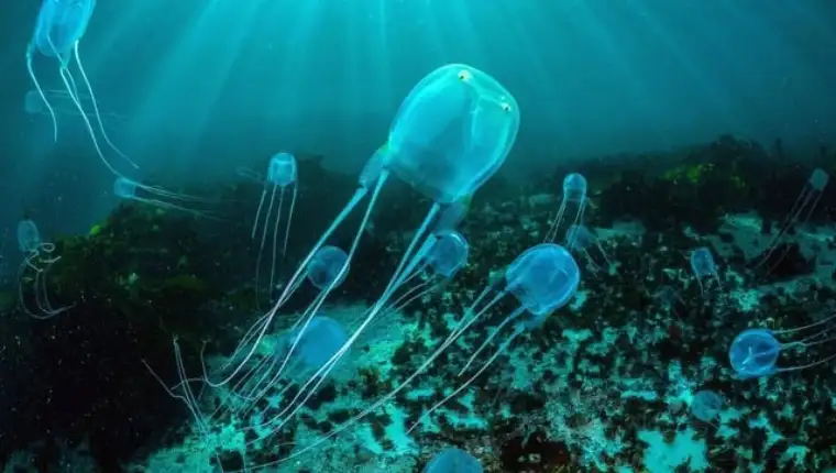 Chironex fleckeri morska osa