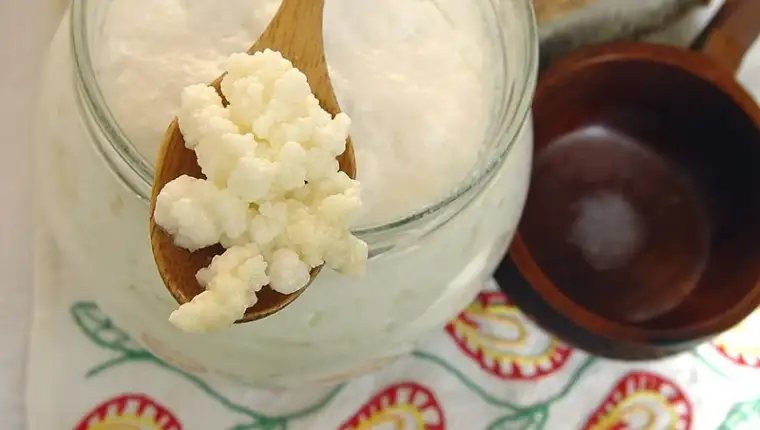 kefir-gljiva