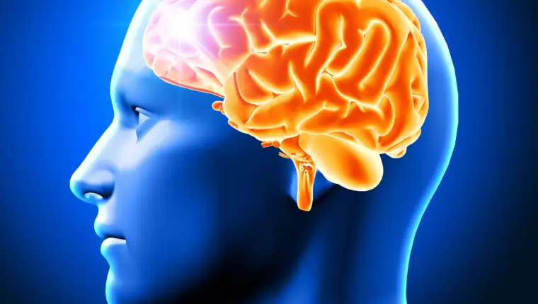 3D male head with brain