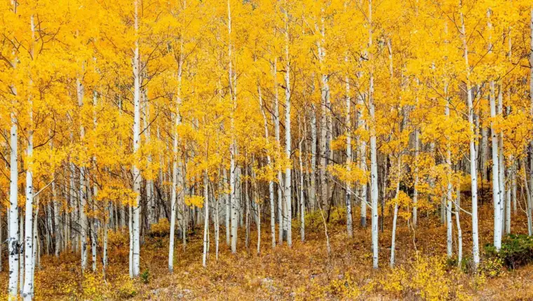 pando čudo prirode