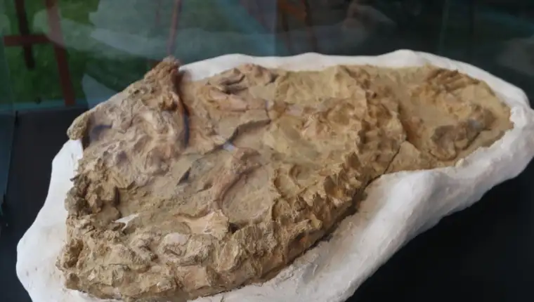 fosil krokodil