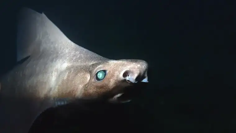 ghostly-shark-l