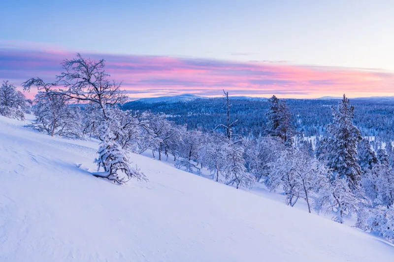 Breathtaking view of a forest covered with snow during sunset in Norway
