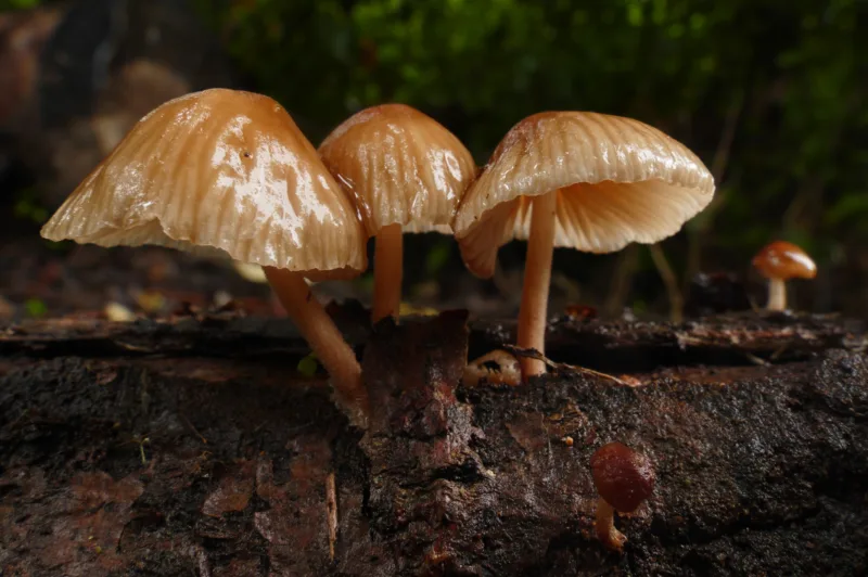 Psilocybe ochraceocentrata gljiva freepik