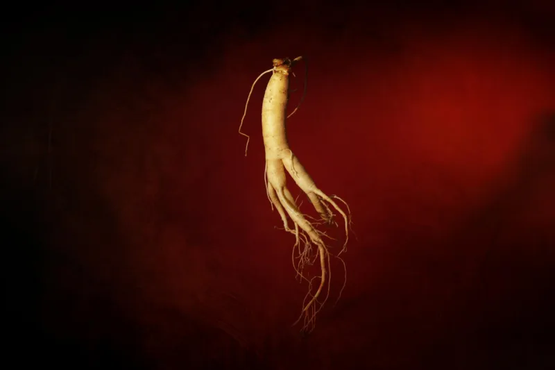 ginseng biljka freepik