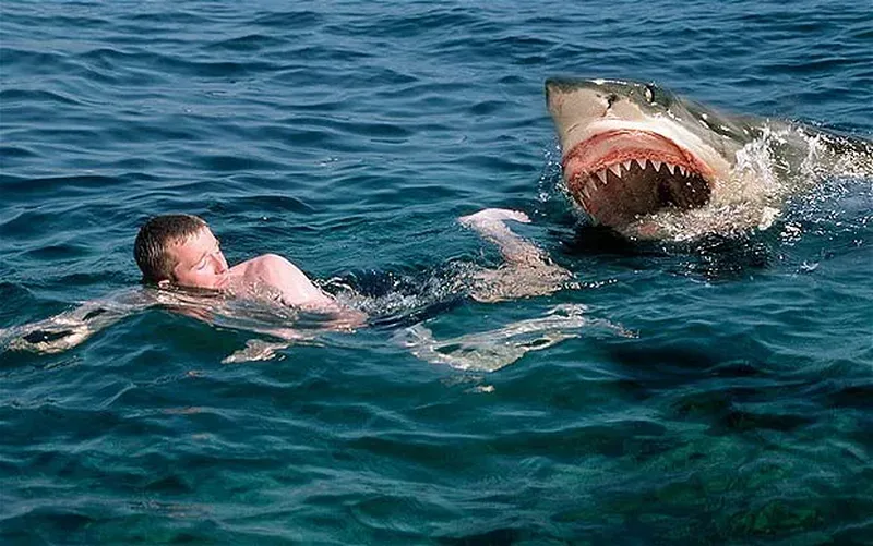 sharkattack_1778841b